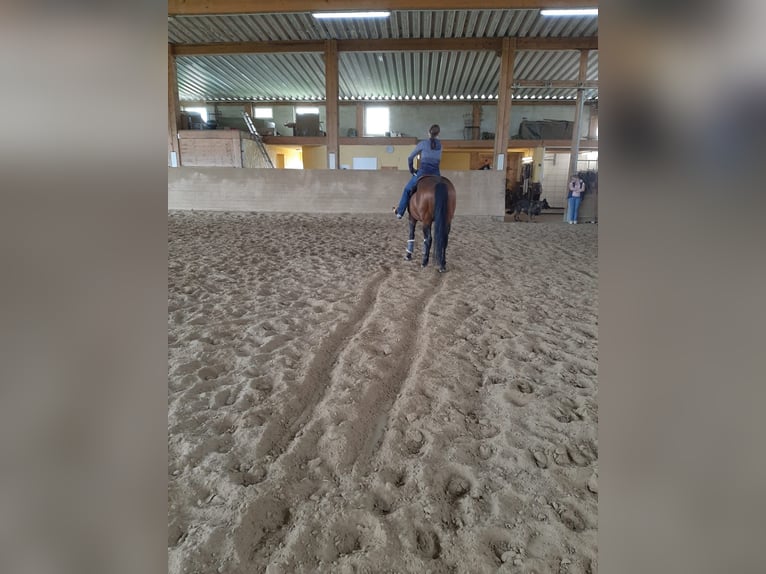 American Quarter Horse Stute 16 Jahre 155 cm Brauner in Bergkamen