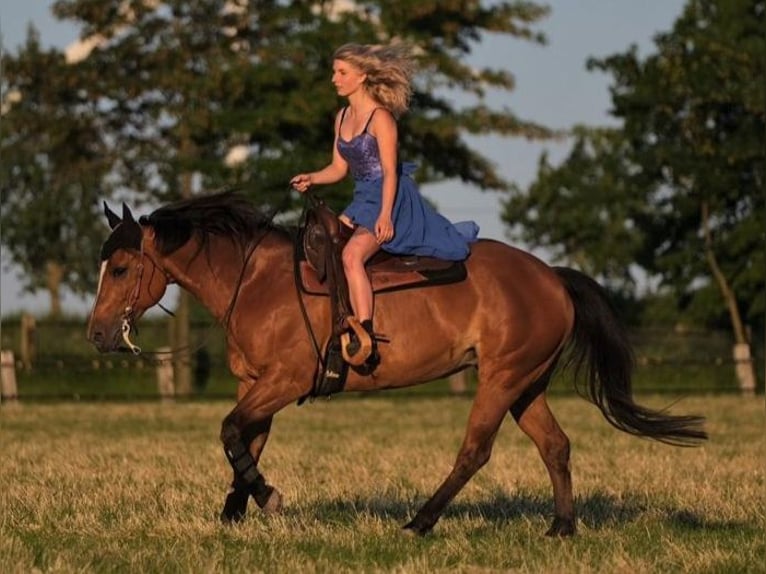 American Quarter Horse Stute 16 Jahre 155 cm Brauner in Bergkamen
