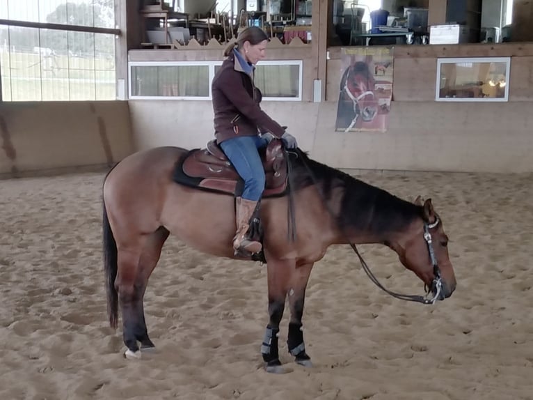 American Quarter Horse Stute 16 Jahre 155 cm Brauner in Bergkamen