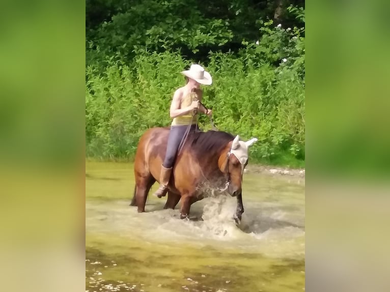 American Quarter Horse Stute 16 Jahre 155 cm Brauner in Bergkamen