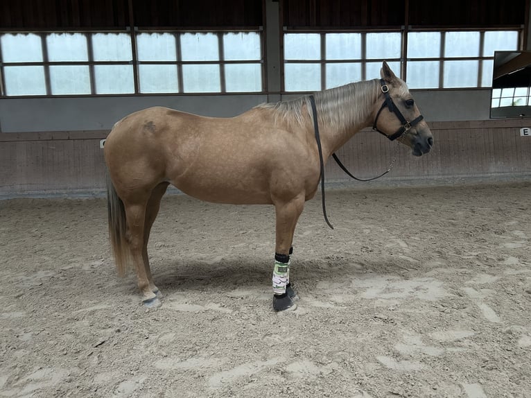 American Quarter Horse Stute 16 Jahre 155 cm Palomino in Waldbronn