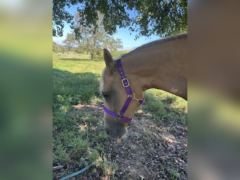 American Quarter Horse Stute 16 Jahre 155 cm Palomino in Waldbronn