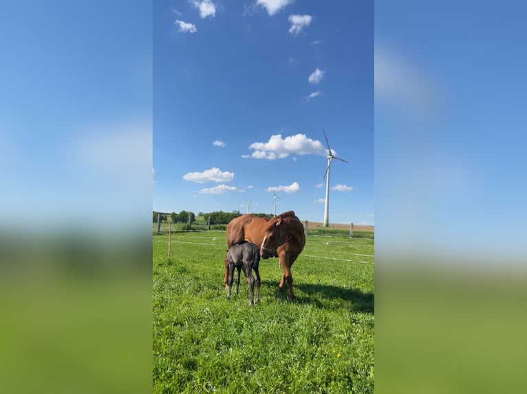 American Quarter Horse Stute 16 Jahre 156 cm Fuchs in Warburgwarburg
