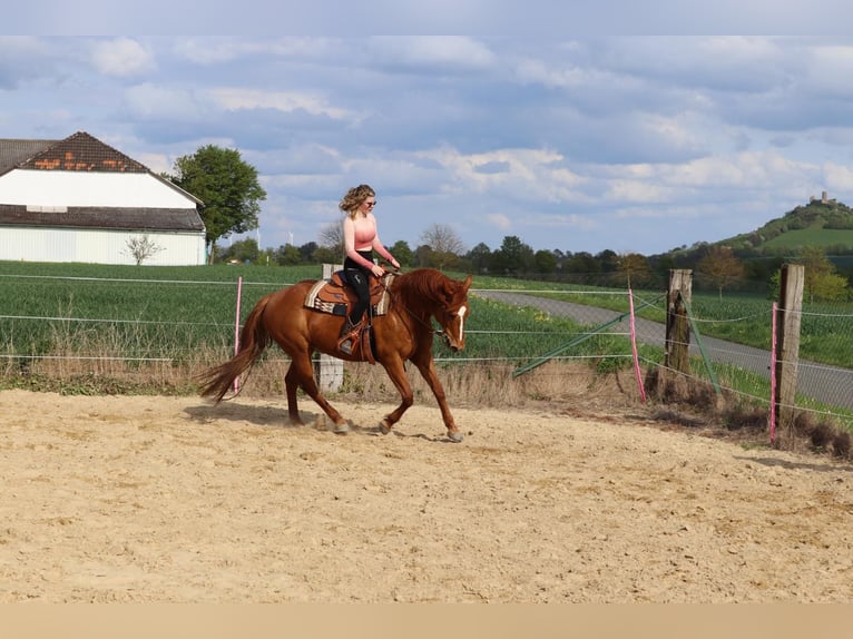 American Quarter Horse Stute 16 Jahre 156 cm Fuchs in Warburgwarburg