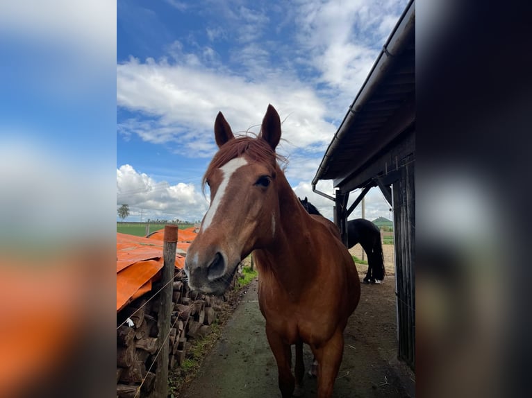 American Quarter Horse Stute 16 Jahre 156 cm Fuchs in Warburgwarburg