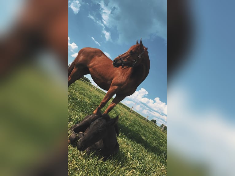 American Quarter Horse Stute 16 Jahre 156 cm Fuchs in Warburgwarburg