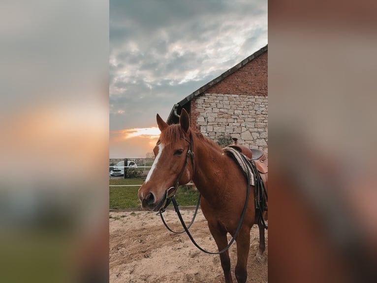 American Quarter Horse Stute 16 Jahre 156 cm Fuchs in Warburgwarburg