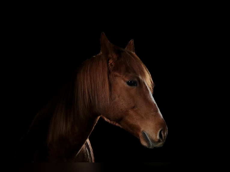 American Quarter Horse Stute 16 Jahre 156 cm Fuchs in Warburgwarburg
