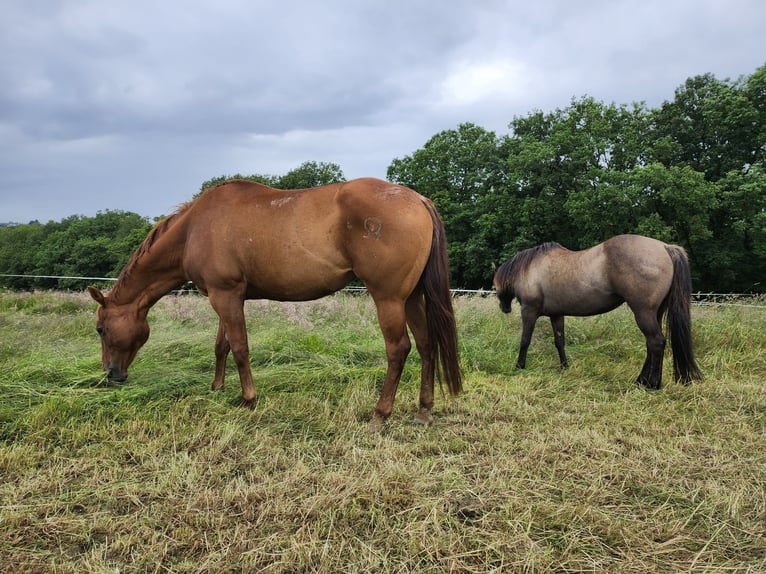 American Quarter Horse Stute 16 Jahre 160 cm Fuchs in Echternacherbrück