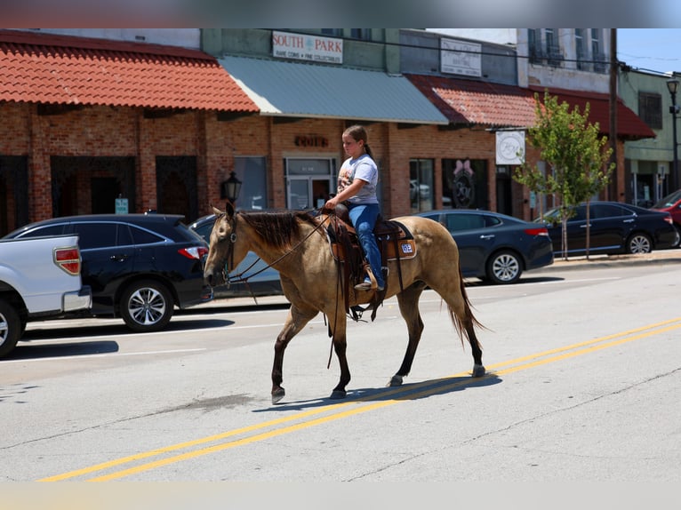 American Quarter Horse Stute 16 Jahre Buckskin in Terrell
