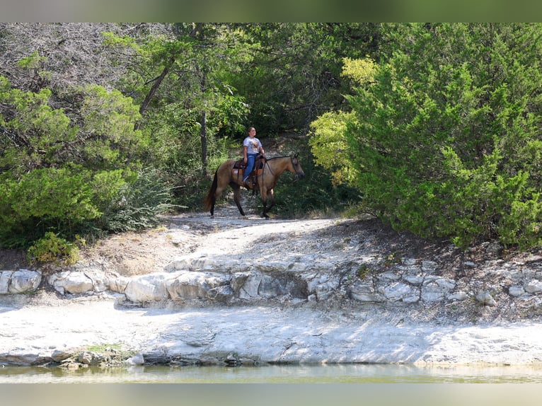 American Quarter Horse Stute 16 Jahre Buckskin in Terrell