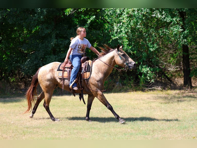 American Quarter Horse Stute 16 Jahre Buckskin in Terrell