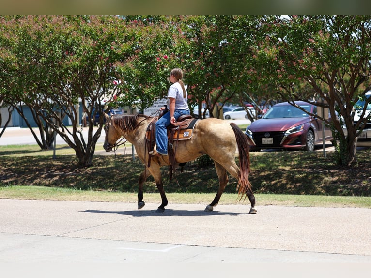 American Quarter Horse Stute 16 Jahre Buckskin in Terrell