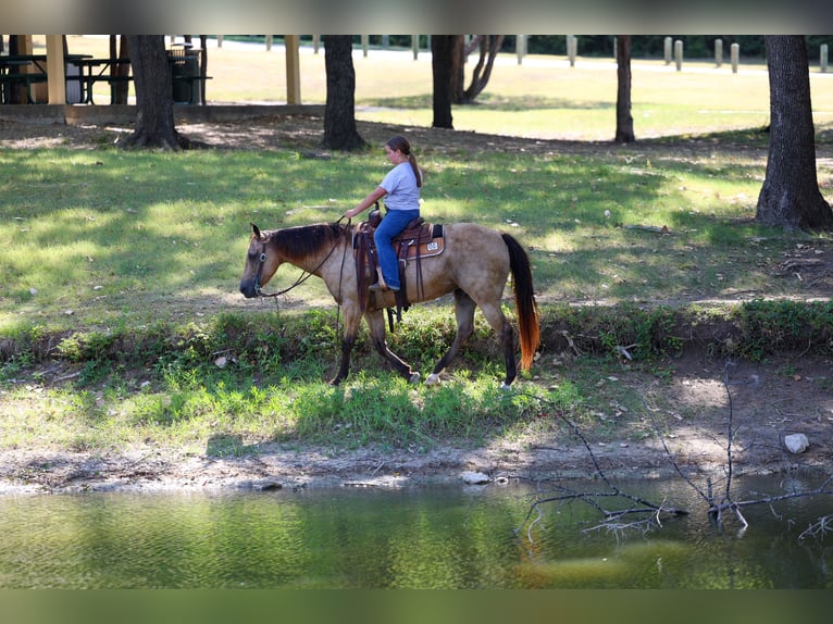 American Quarter Horse Stute 16 Jahre Buckskin in Terrell
