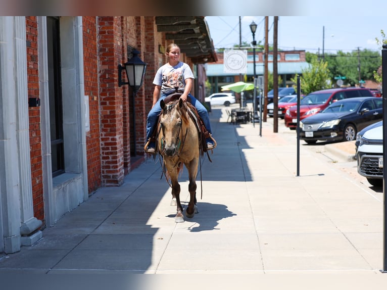 American Quarter Horse Stute 16 Jahre Buckskin in Terrell