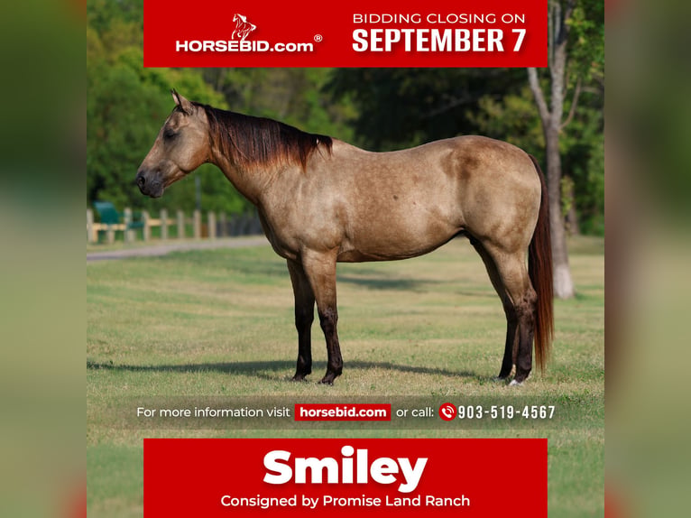 American Quarter Horse Stute 16 Jahre Buckskin in Terrell