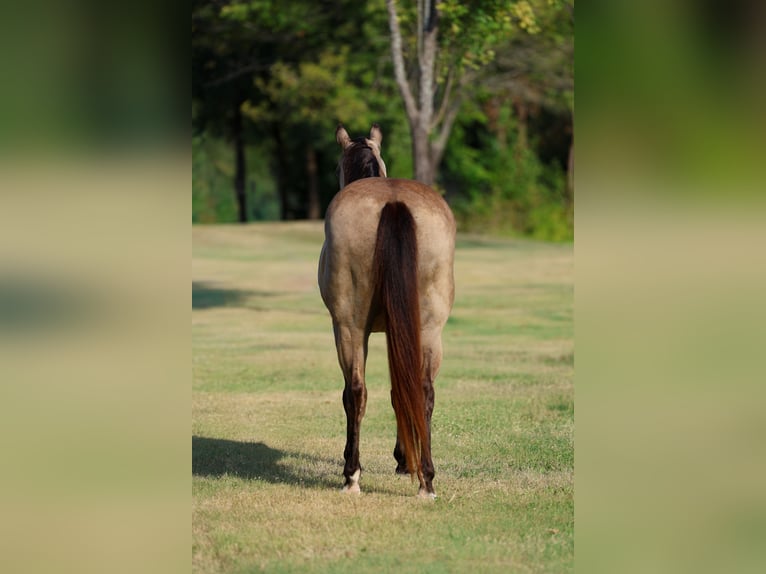 American Quarter Horse Stute 16 Jahre Buckskin in Terrell