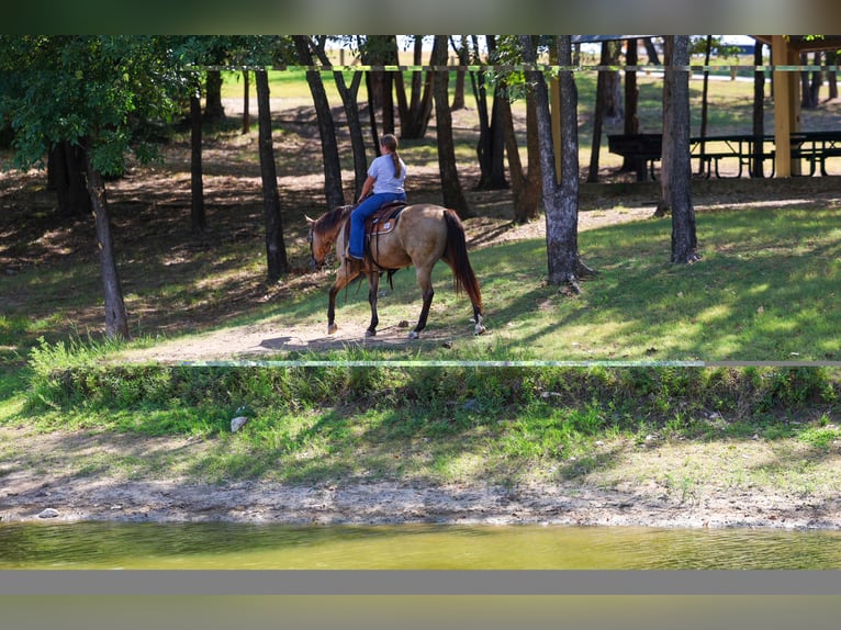American Quarter Horse Stute 16 Jahre Buckskin in Terrell