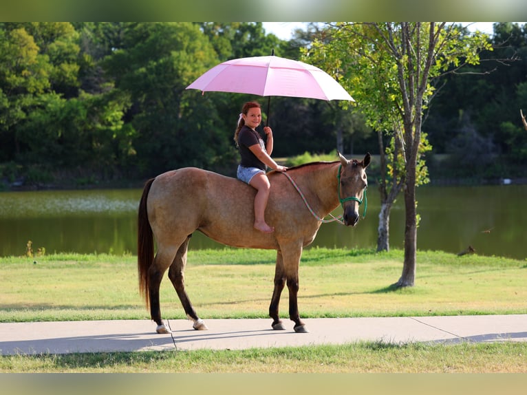 American Quarter Horse Stute 16 Jahre Buckskin in Terrell