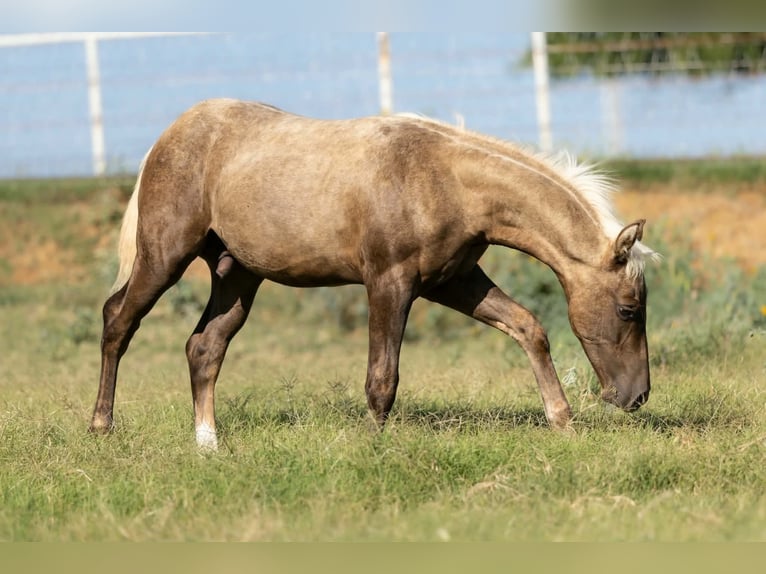 American Quarter Horse Stute 16 Jahre Dunkelfuchs in Wayne