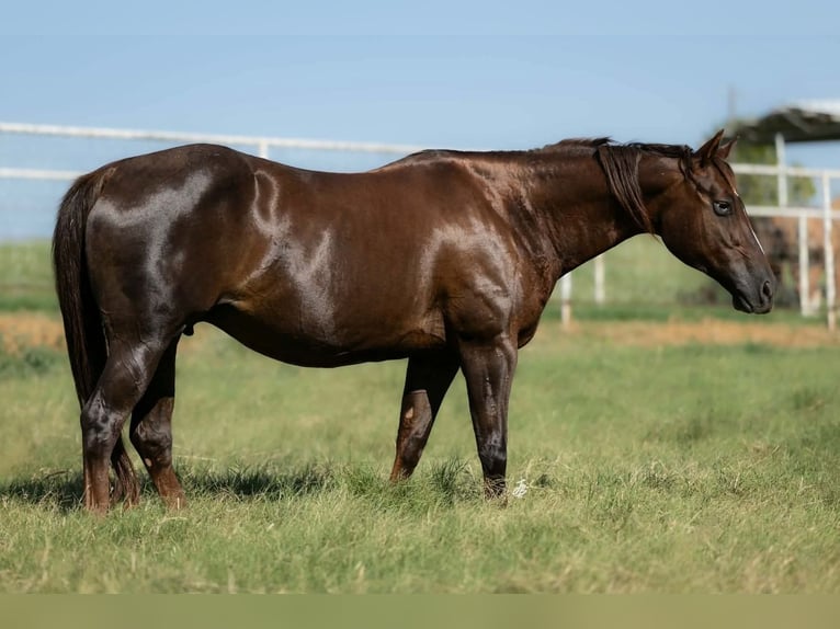 American Quarter Horse Stute 16 Jahre Dunkelfuchs in Wayne