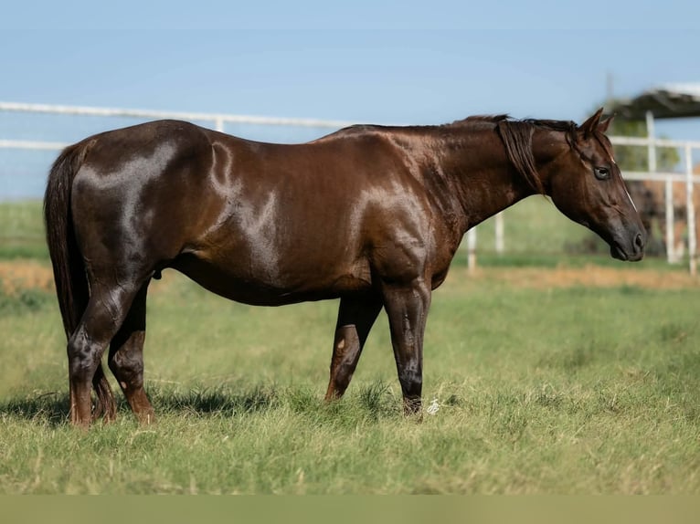 American Quarter Horse Stute 16 Jahre Dunkelfuchs in Wayne