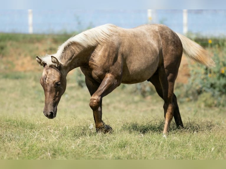 American Quarter Horse Stute 16 Jahre Dunkelfuchs in Wayne