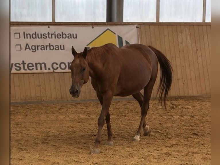 American Quarter Horse Stute 16 Jahre Fuchs in Arnbruck