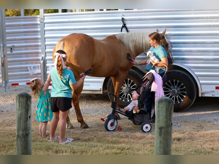 American Quarter Horse Stute 16 Jahre Palomino in Terrell