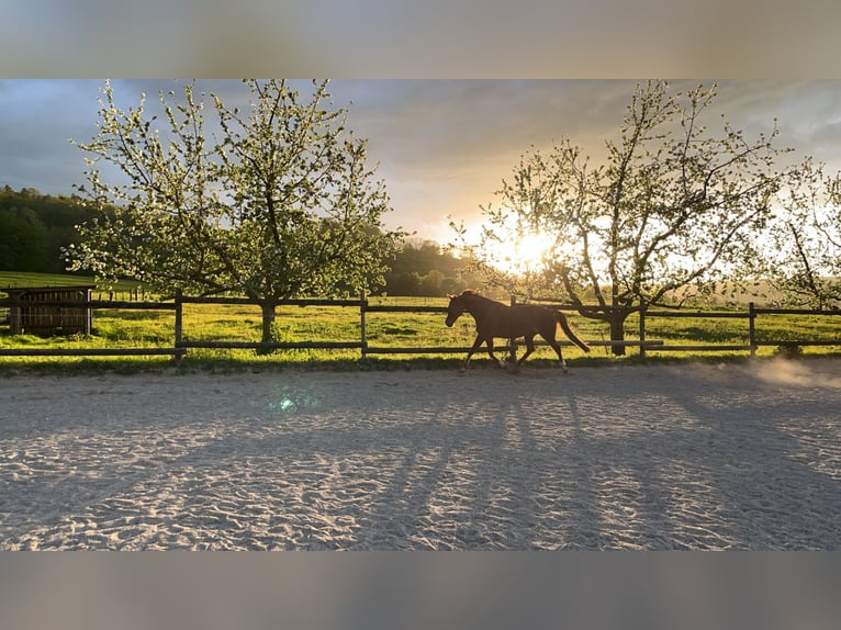 American Quarter Horse Stute 16 Jahre in Urbach