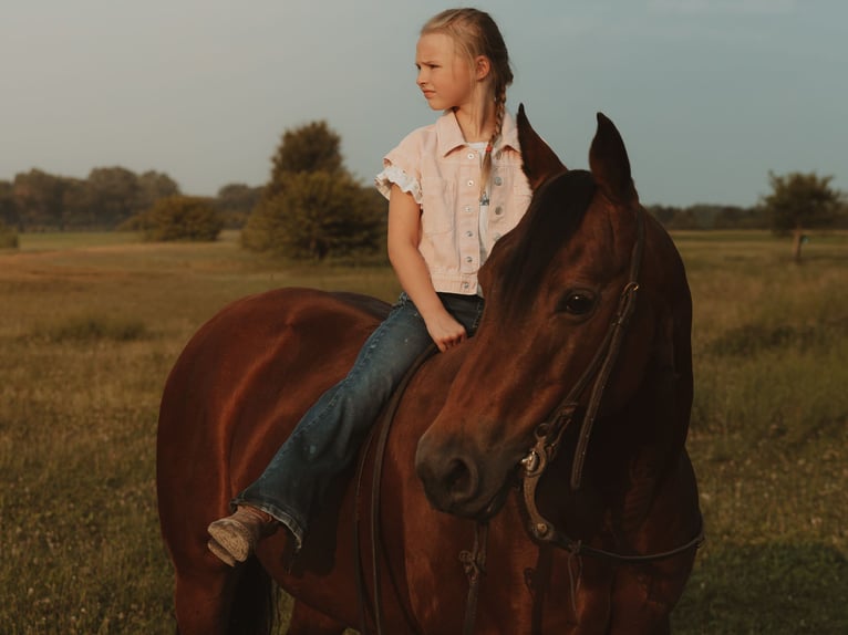 American Quarter Horse Stute 17 Jahre 138 cm  in Whitehouse