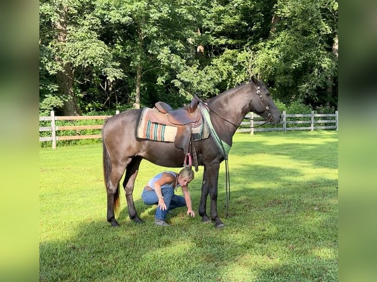 American Quarter Horse Stute 17 Jahre 142 cm Brauner in Arvada CO