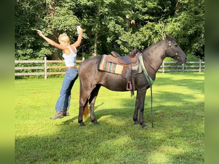 American Quarter Horse Stute 17 Jahre 142 cm Brauner in Arvada CO