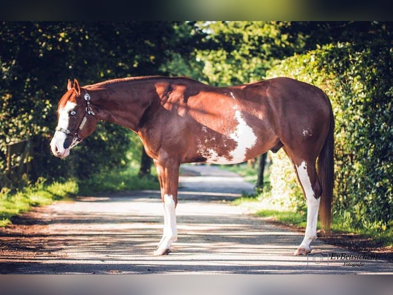American Quarter Horse Stute 17 Jahre 144 cm Fuchs in Blije
