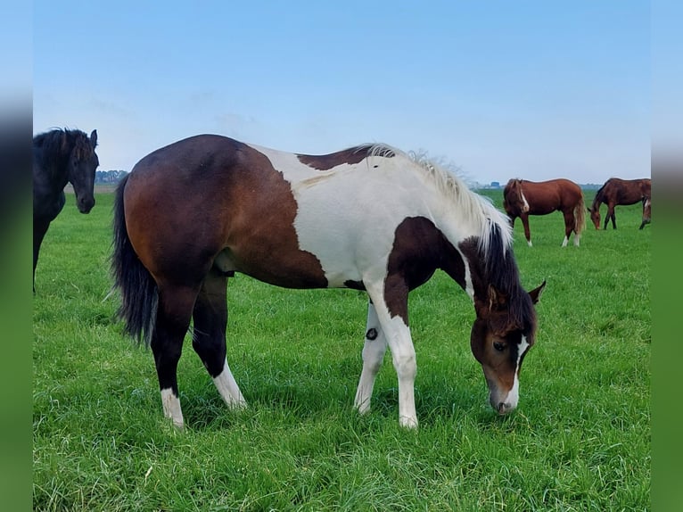 American Quarter Horse Stute 17 Jahre 144 cm Fuchs in Blije
