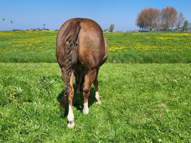 American Quarter Horse Stute 17 Jahre 144 cm Fuchs in Blije