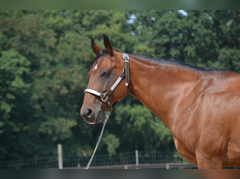 American Quarter Horse Stute 17 Jahre 145 cm Brauner in Wusterhausen (Dosse) American Quarter Horse Stute 17 Jahre 145 cm Brauner in Wusterhausen (Dosse)