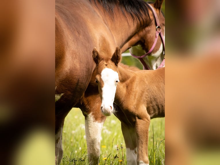 American Quarter Horse Stute 17 Jahre 148 cm Brauner in Illingen