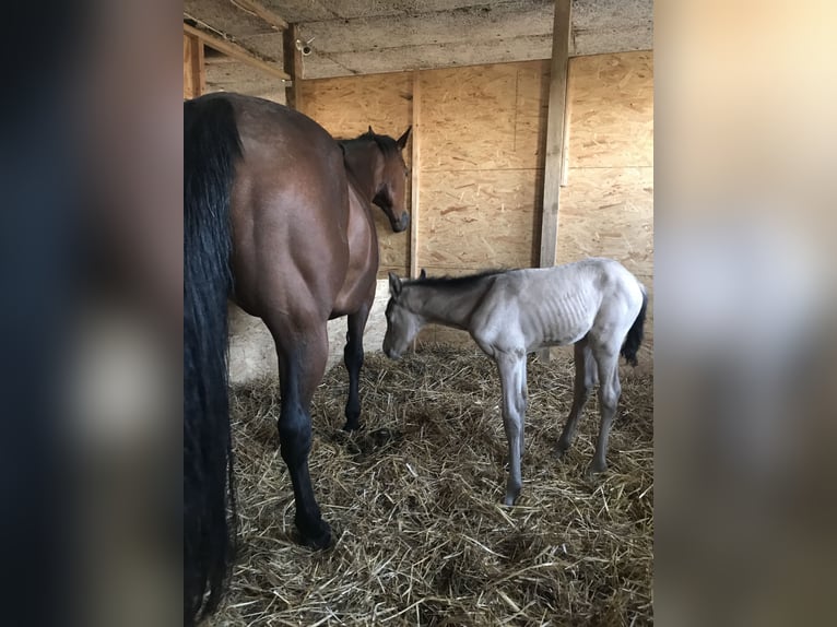 American Quarter Horse Stute 17 Jahre 150 cm Brauner in Möllenhagen