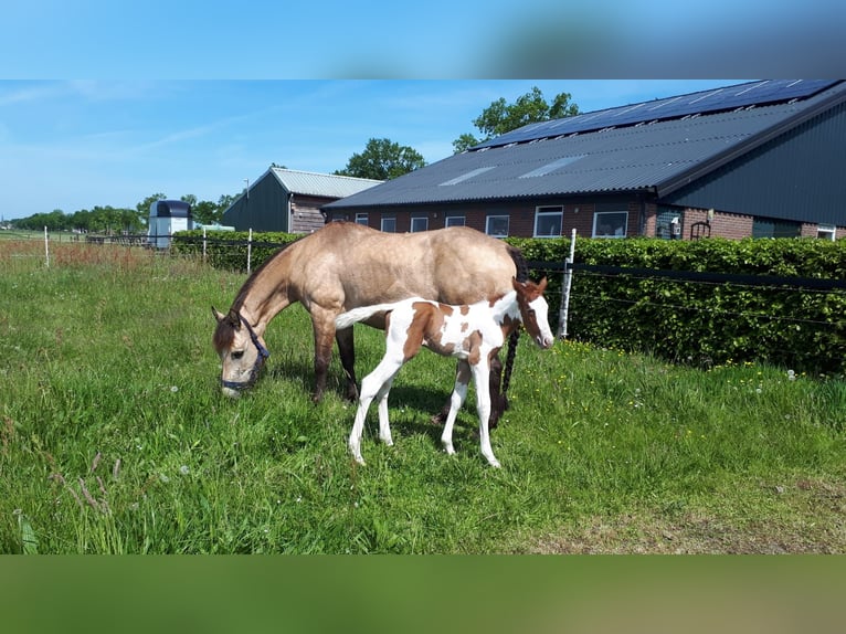 American Quarter Horse Stute 17 Jahre 150 cm Buckskin in Oldebroek