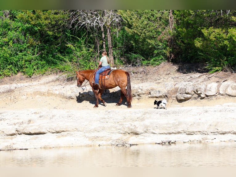 American Quarter Horse Stute 17 Jahre 152 cm Red Dun in Forney