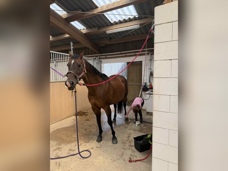 American Quarter Horse Stute 17 Jahre 154 cm Brauner in Diekrich