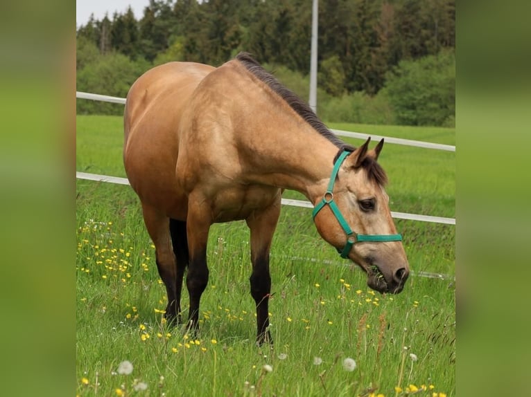 American Quarter Horse Stute 17 Jahre 154 cm Buckskin in Schlammersdorf