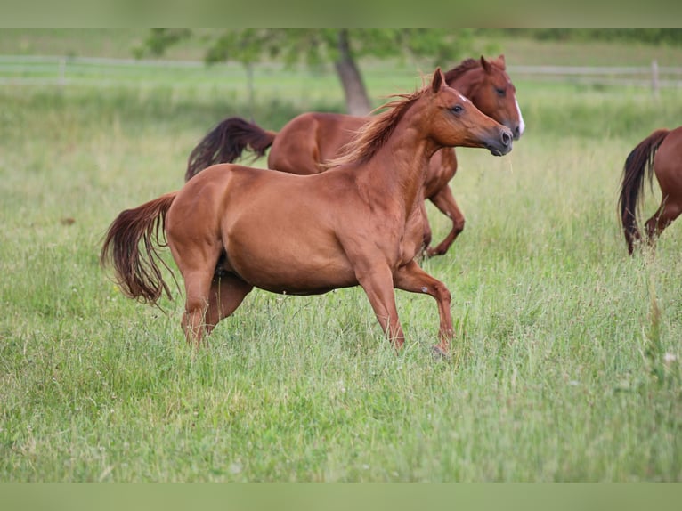 American Quarter Horse Stute 17 Jahre 154 cm Fuchs in Waldshut-Tiengen