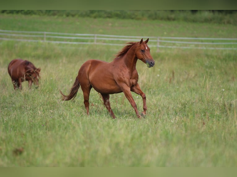American Quarter Horse Stute 17 Jahre 154 cm Fuchs in Waldshut-Tiengen
