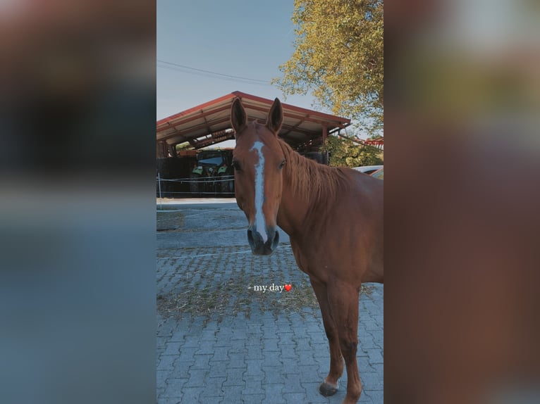 American Quarter Horse Stute 17 Jahre 155 cm Fuchs in Ditzingen