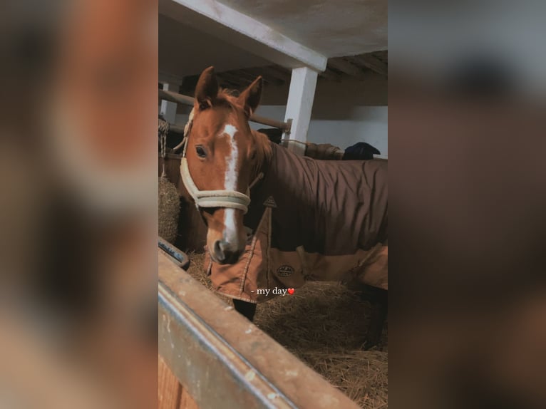 American Quarter Horse Stute 17 Jahre 155 cm Fuchs in Ditzingen