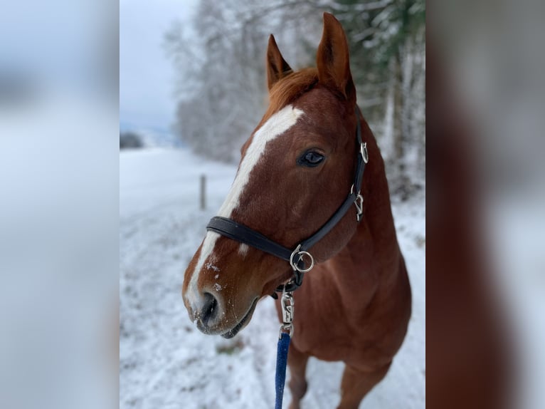 American Quarter Horse Stute 17 Jahre 155 cm  in Mörlenbach