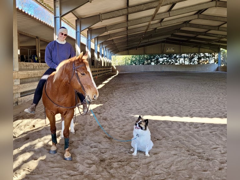 American Quarter Horse Stute 17 Jahre 155 cm  in Mörlenbach