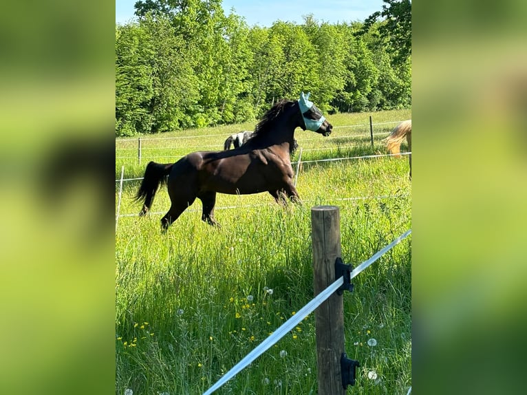 American Quarter Horse Stute 17 Jahre 161 cm Dunkelbrauner in Hochwald
